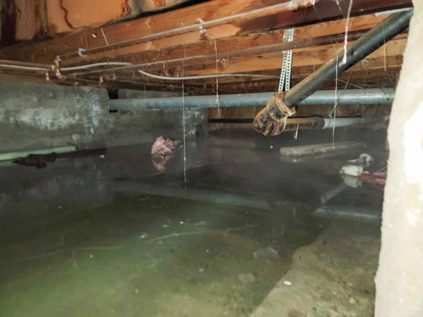 Best Professional water damage repair  in Alhambra, CA